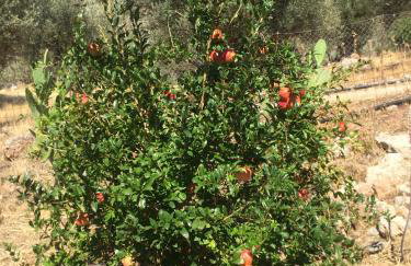 Villa Christina Anidri - Foto 46