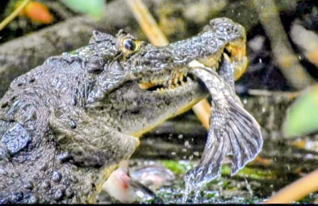 Tortuguero National Park Canoeing Tour - Photo 12