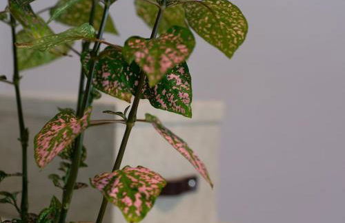 Natürlich mit Stil - 24-7 und Check-in - Foto 18