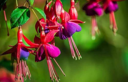 Cabana dos Alpes - Foto 9