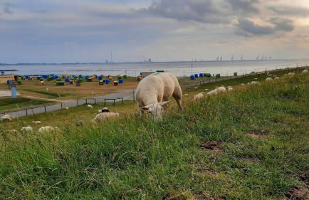 Bungalow 39 in Tossens - Foto 13