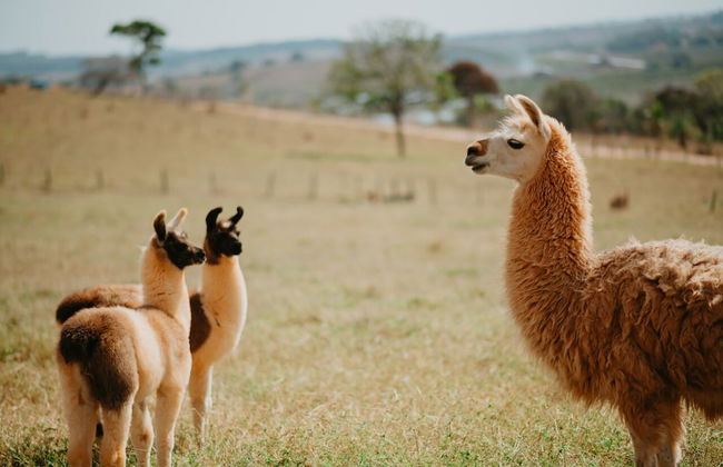 Hotel Chalé Capitólio - Foto 56