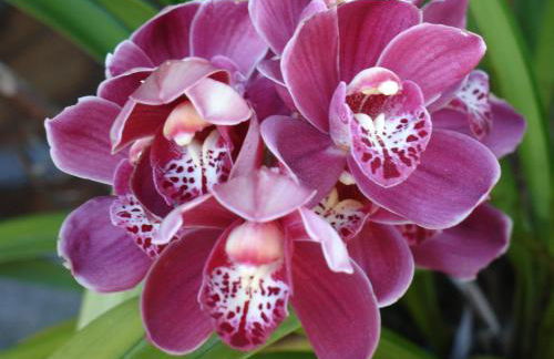 Casa D' Joao Enes - Afife Residence - Foto 70