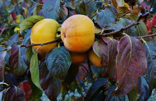 Quinta das Colmeias - Foto 14