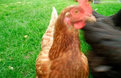 Ferienwohnung "Möwennest" - Foto 10