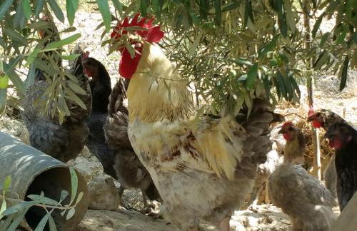 Casa Rural Cortijos San Jose - Foto 65