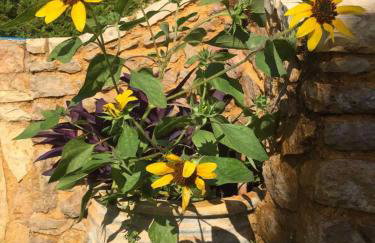 Platanus Gardenhouse - Foto 32