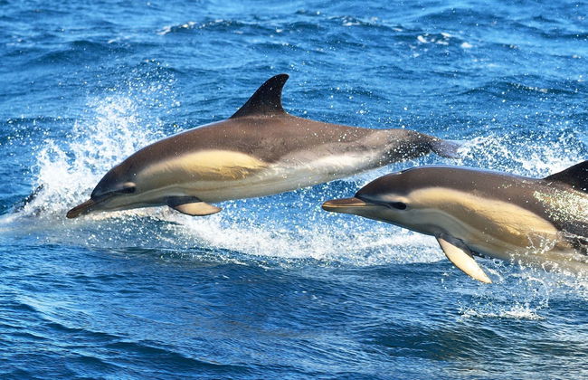 Dolphin Watching in Olhao - Foto 1