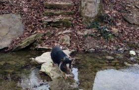 Tranquil Cabin with Hot Tub & Creek Views Near Bass Pro, Kodak Tennessee - Foto 24