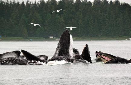 Glacier Guest Room - PRIVATE ROOM IN SHARED HOUSE REDUCED PRICE ON TOURS - Foto 17