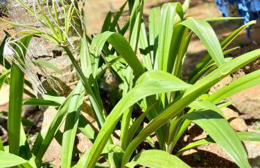Pousada Mar de vênus - Foto 42