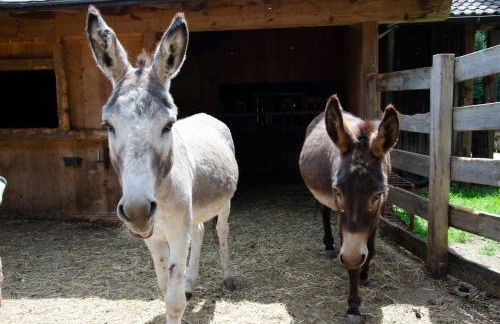 Schupferhof - Foto 22