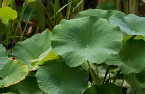 Resort Capo Bianco - Foto 59