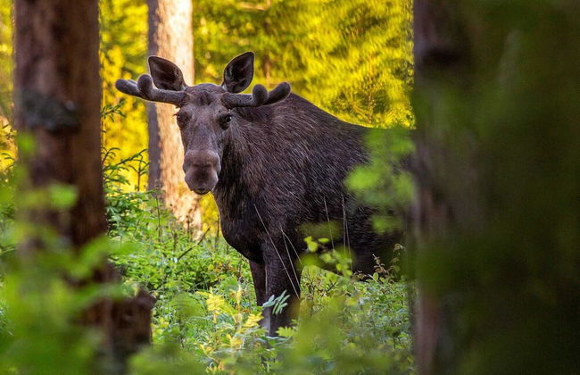 Holiday Home in SÃ¤len - Foto 5