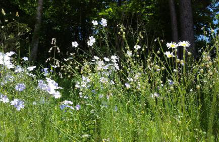Cozy Villa close to CERN, Geneva Airport, UN - Foto 19