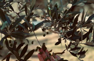 Azienda Agricola Passaro - Photo 14
