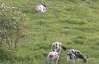 Ferienwohnung Stoll - Foto 18