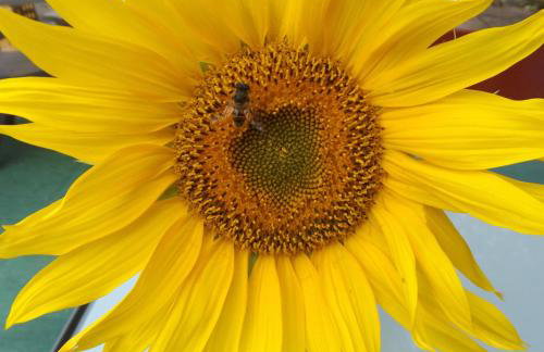 Ferienhaus-Hotel "Zur Grünen Oase" - Foto 73