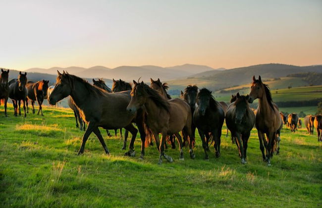 Końska Dolina - Photo 37