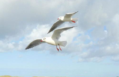 Apartment Haus Antje - Foto 13