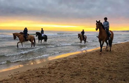 Oliva Nova Equestrian Apartment Next to MET Showground - Photo 26