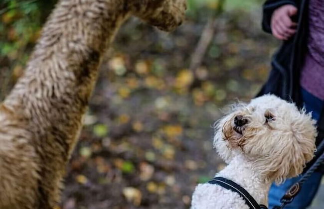 Hazel Cottage - Foto 39