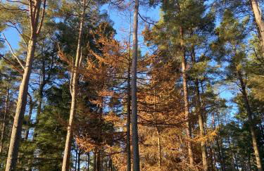 The Cabins at Redroofs - Photo 28