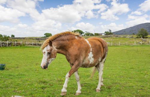 Ffynnon Bach - Foto 43