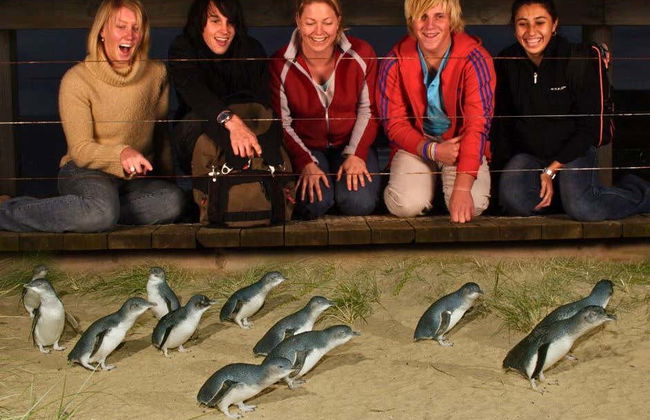 Visita guiada por Melbourne - Foto 8