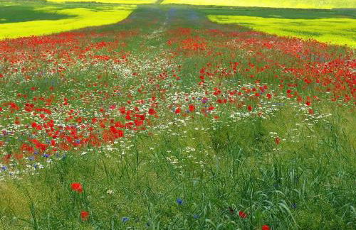 Villa Costa piccola with private pool in Umbria - Foto 54