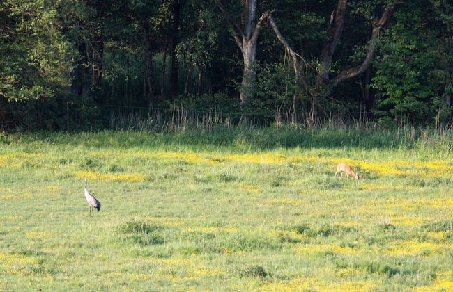 Terraced House, Lohmen - Foto 29