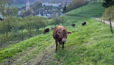 Wolfshound Cottage - Foto 5