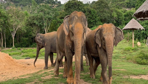 Explorando a Ilha de Samui com Elephant Care Camp, Plantação de Frutas e Cachoeiras - Foto 2