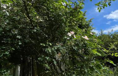 Cherrytree Cottage 1840 - Foto 56