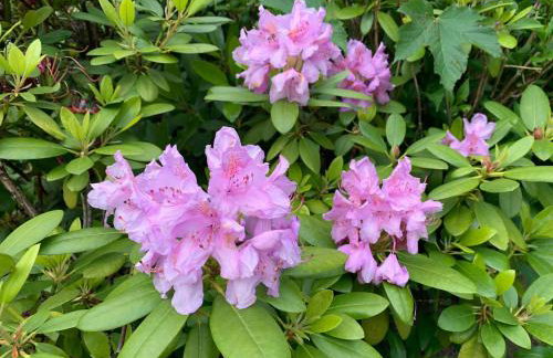 Ferienhaus am See - Photo 29