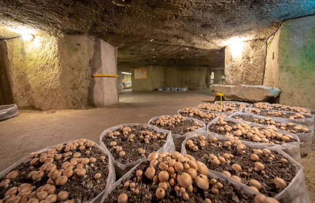 Biglietti per il Museo del Champignon - Foto 1