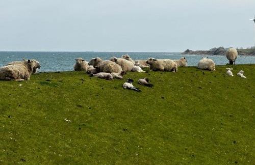 Ferienwohnung Maren - Foto 42