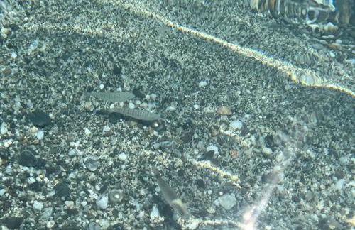 Appartamento L'Ulivo - Foto 38