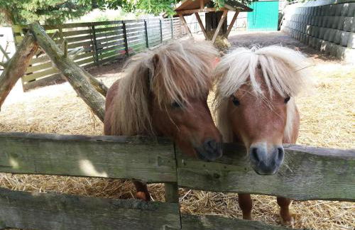 Ferienwohnung am Hochrhöner - Foto 17