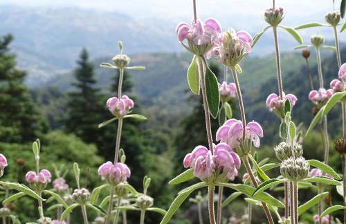 Casita La Pura Vida Yunquera - Foto 18
