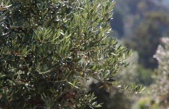 Casa da Pedra-Quinta do Briando - Foto 20