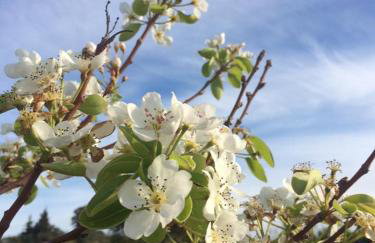 Makarounis Athanasios Traditional Apartments(Ξενώνας) - Foto 14