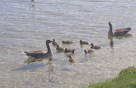 Ferienhaus am Schaalsee - Foto 10