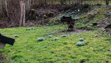 Eifelerlebnis - Foto 3, Garden