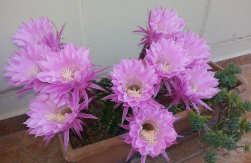 Asterina Seaside Apartments - Photo 63