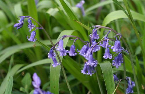 3 Bed in Fishguard oc-wav276 - Foto 6