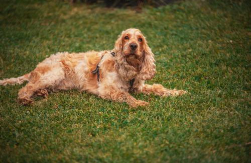 Agroturystyka "Dobre czasy" - Foto 79