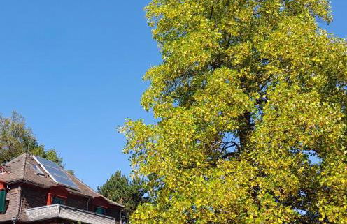 Ferienwohnung Unterm Tulpenbaum - Foto 6
