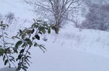 Le Petit Sapin - Foto 29