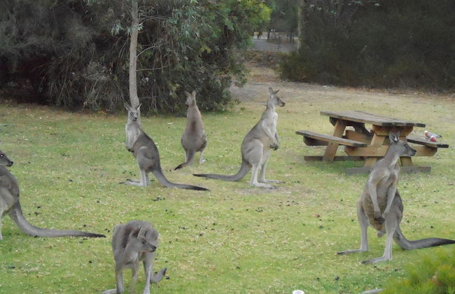 Grampians View Cottages and Units - Photo 34